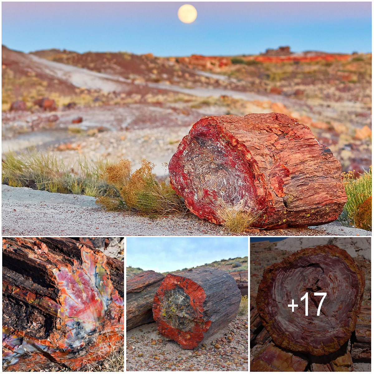 Petrified Forest National Park Where Million Year Old Fossils And