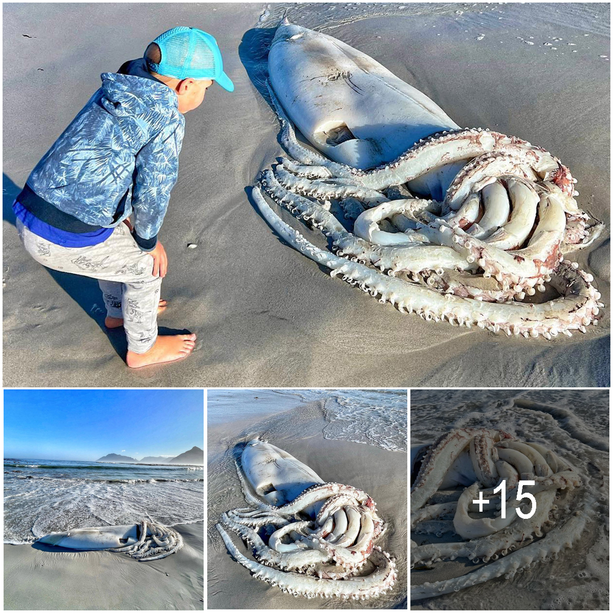 Rare 7 Foot Giant Squid Washes Up On Beach Incredible Sad