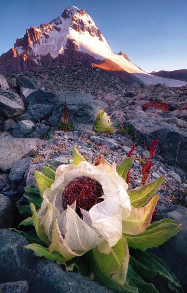 The mystery of Snow Lotus: A rare flower that blooms once every 7 years in Tibet.