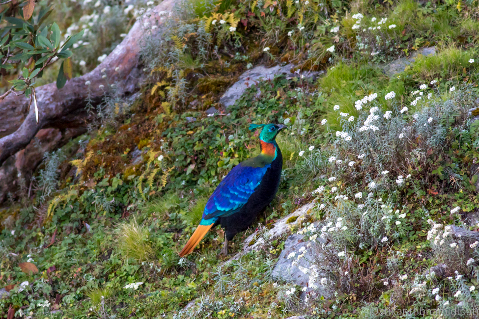 The Shimmering Spectacle: This Iridescent Bird is a Sight to Behold