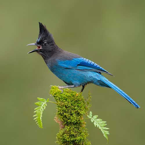 An impressive triangular crest and a perfectly delineated black and blue demarcation, combine to create a truly stellar avian beauty – meet Stellers jay!