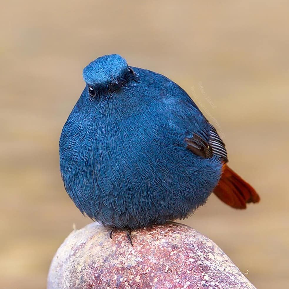 15 Birds That Are So Adorably Round, They’ll Roll Straight Into Your Heart