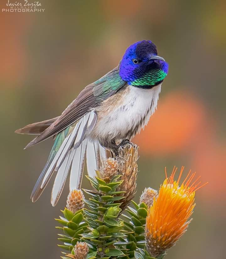 The top 10 most spectacular hummingbirds in the world! - Amazing Nature