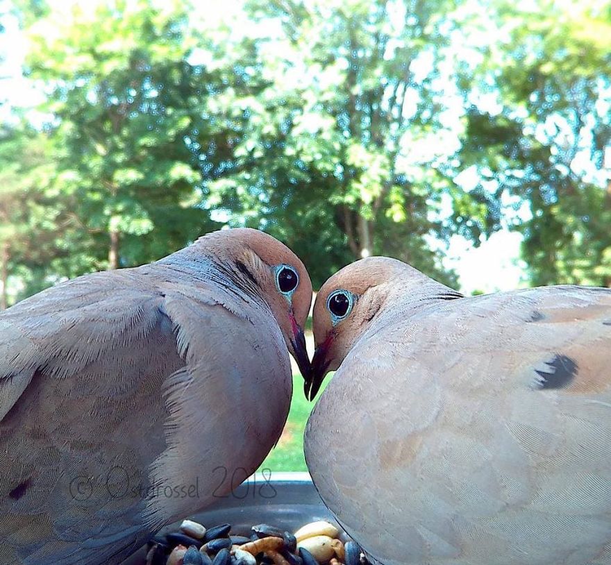 Woman Sets Up Tiny Feeder Cam to Capture Birds Eating in Her Backyard (25 Pics)