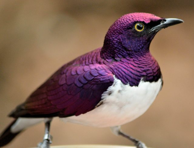 Meet The Violet-Backed Starling – The Stunning Flying Gemstone