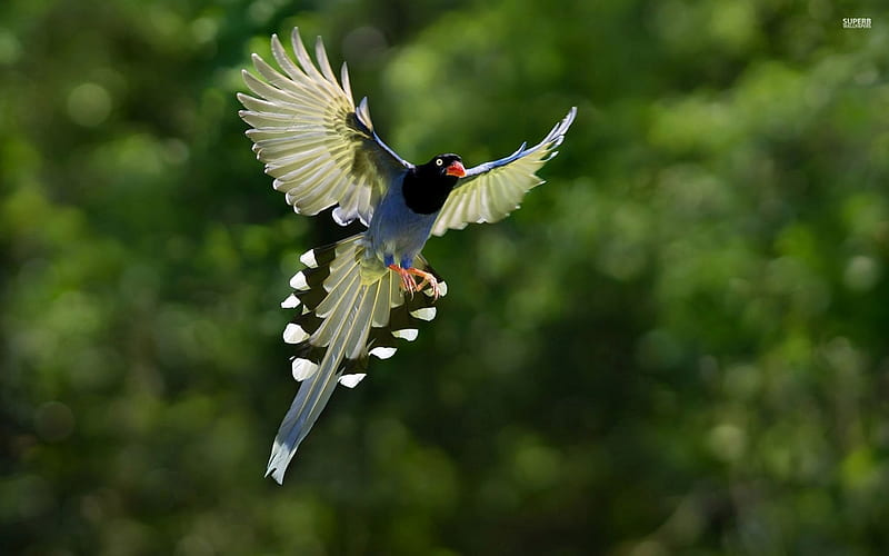 Luscious Feathers: The Perfect Complement to Blue and Black