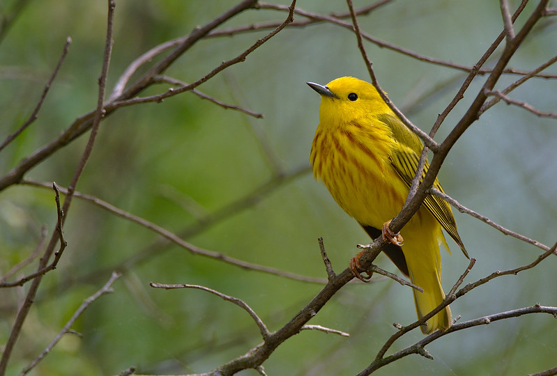 Meet The Yellow Warbler, A Bird That Is By Far The Brightest Of Its Species, Covered From Tail To Head In Eye-catching Yellow Hues Flecked With Rufous