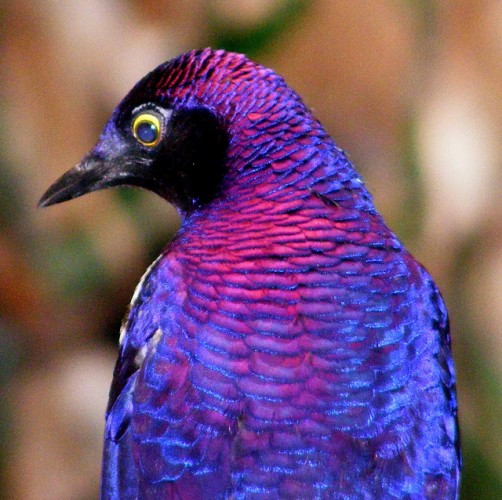 Meet The Violet-Backed Starling – The Stunning Flying Gemstone