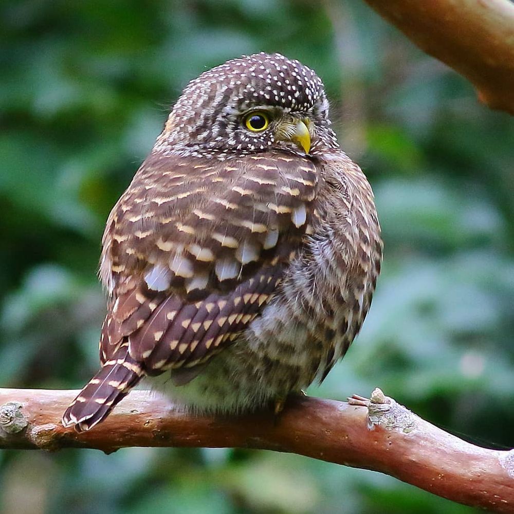 15 Birds That Are So Adorably Round, They’ll Roll Straight Into Your Heart