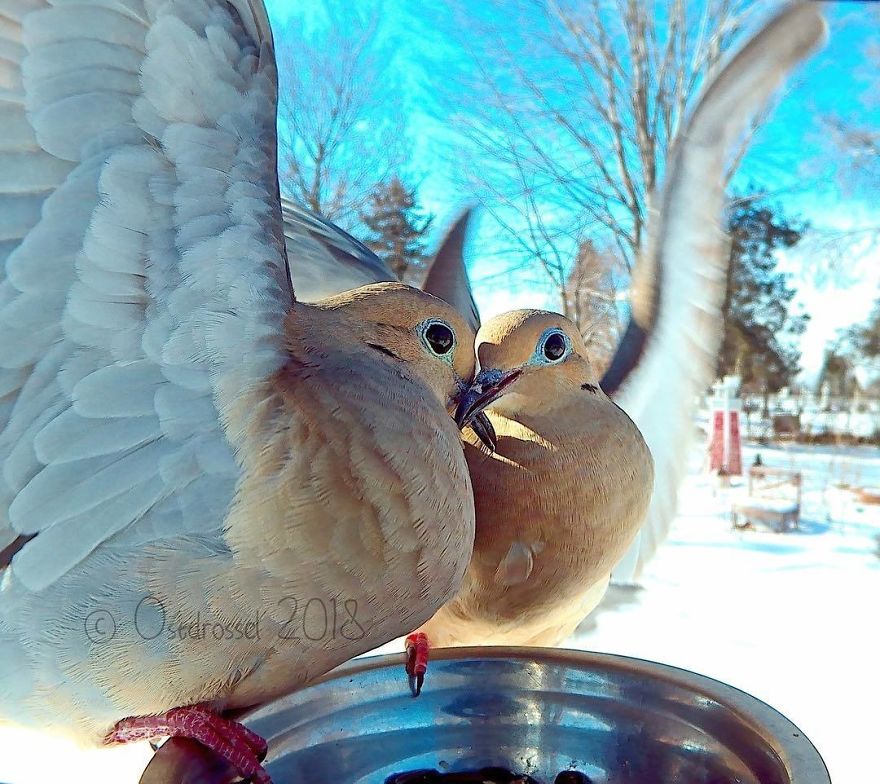 Woman Sets Up Tiny Feeder Cam to Capture Birds Eating in Her Backyard (25 Pics)