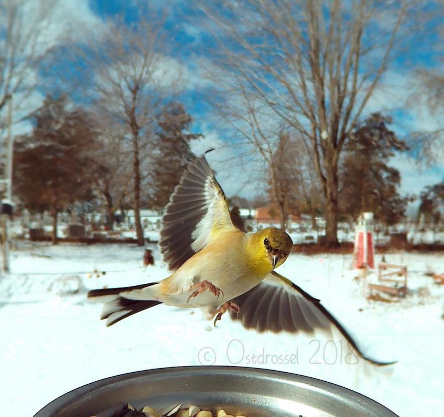 Woman Sets Up Tiny Feeder Cam to Capture Birds Eating in Her Backyard (25 Pics)