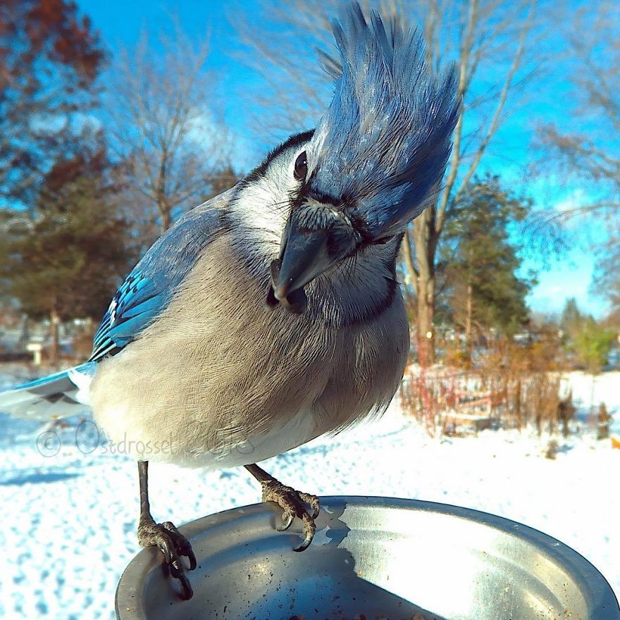 Woman Sets Up Tiny Feeder Cam to Capture Birds Eating in Her Backyard (25 Pics)