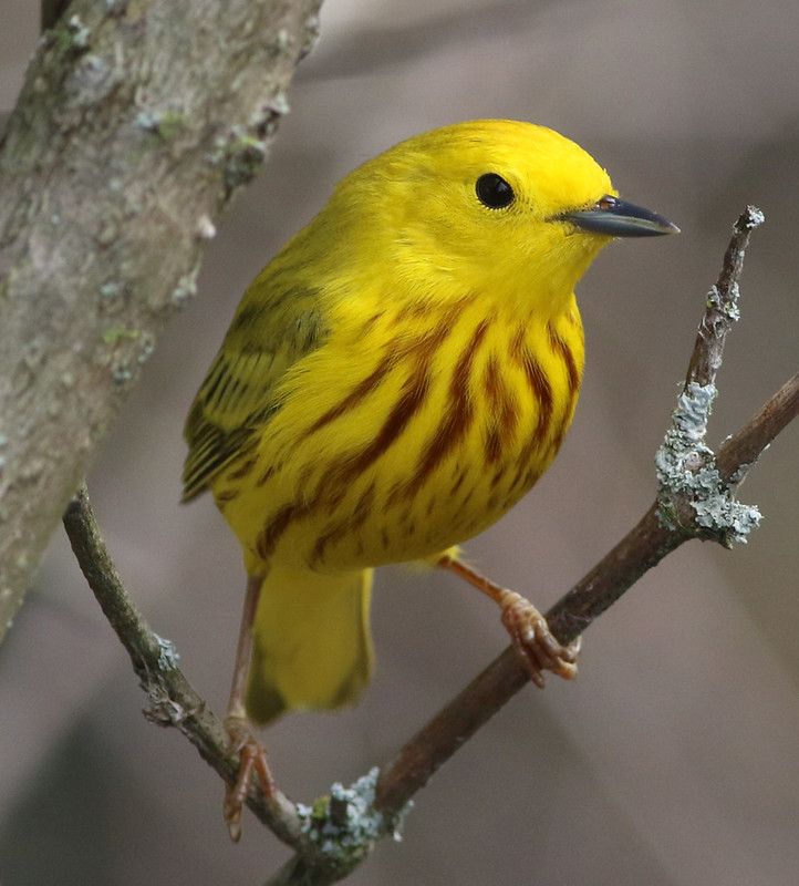 Meet The Yellow Warbler, A Bird That Is By Far The Brightest Of Its Species, Covered From Tail To Head In Eye-catching Yellow Hues Flecked With Rufous