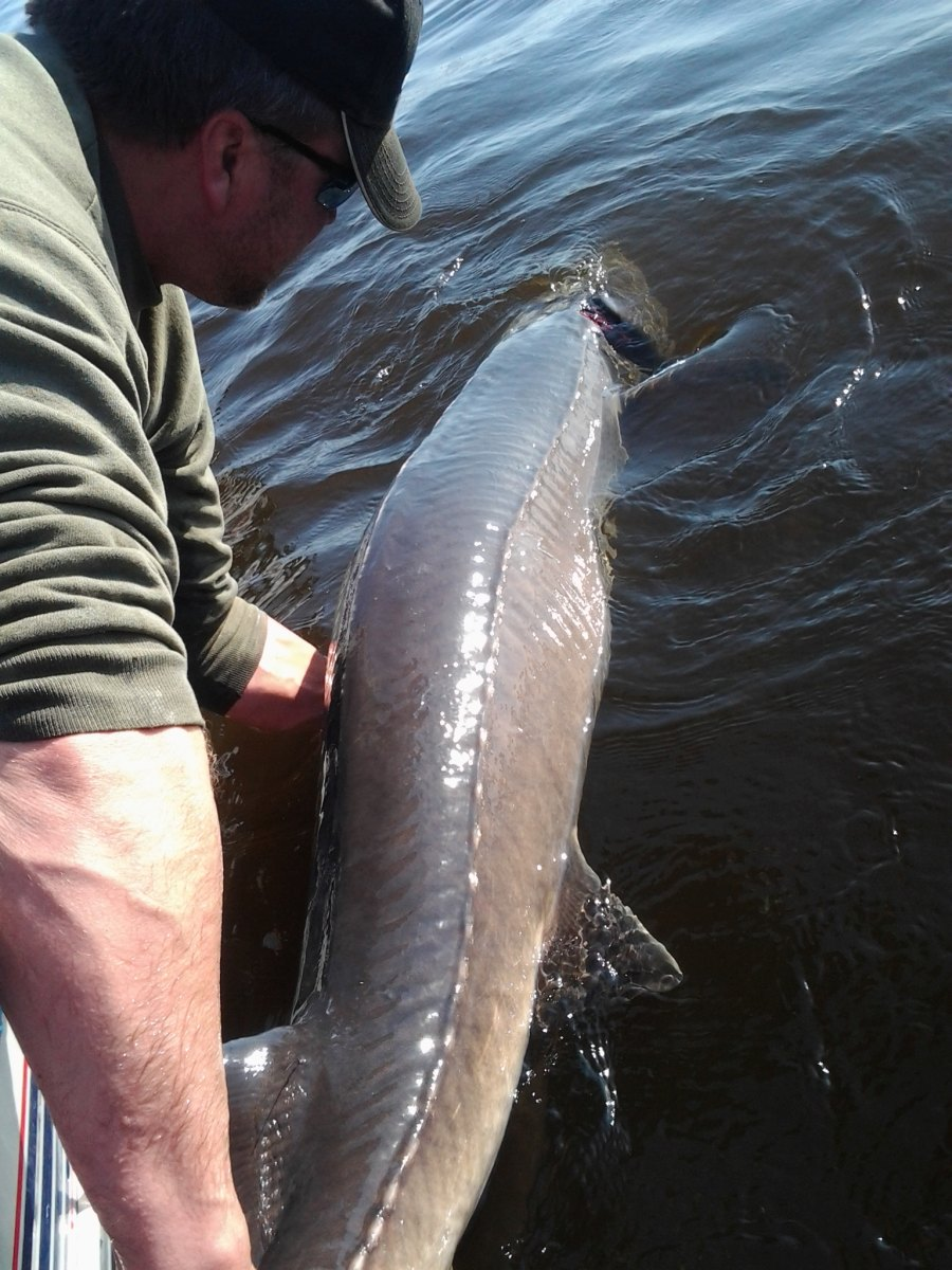 125-Year-Old Lake Sturgeon is Believed to Be The Largest Ever Caught in the U.S. and The Oldest Freshwater Fish Ever Caught in the World