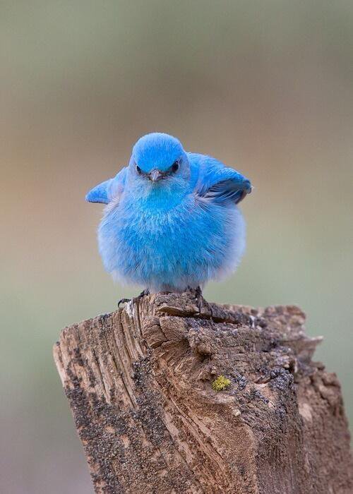 A Book of Rather Strange Animals on Twitter: "The beautiful mountain bluebird.… "