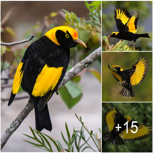 Glossy Jet Black Plumage With Golden Orange-Yellow Crown, The Regent ...