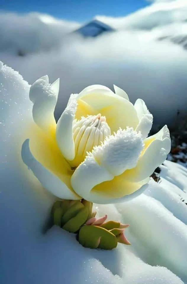 The mystery of Snow Lotus: A rare flower that blooms once every 7 years in Tibet.