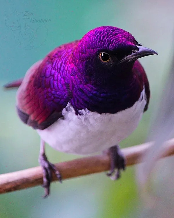 Meet The Violet-Backed Starling – The Stunning Flying Gemstone