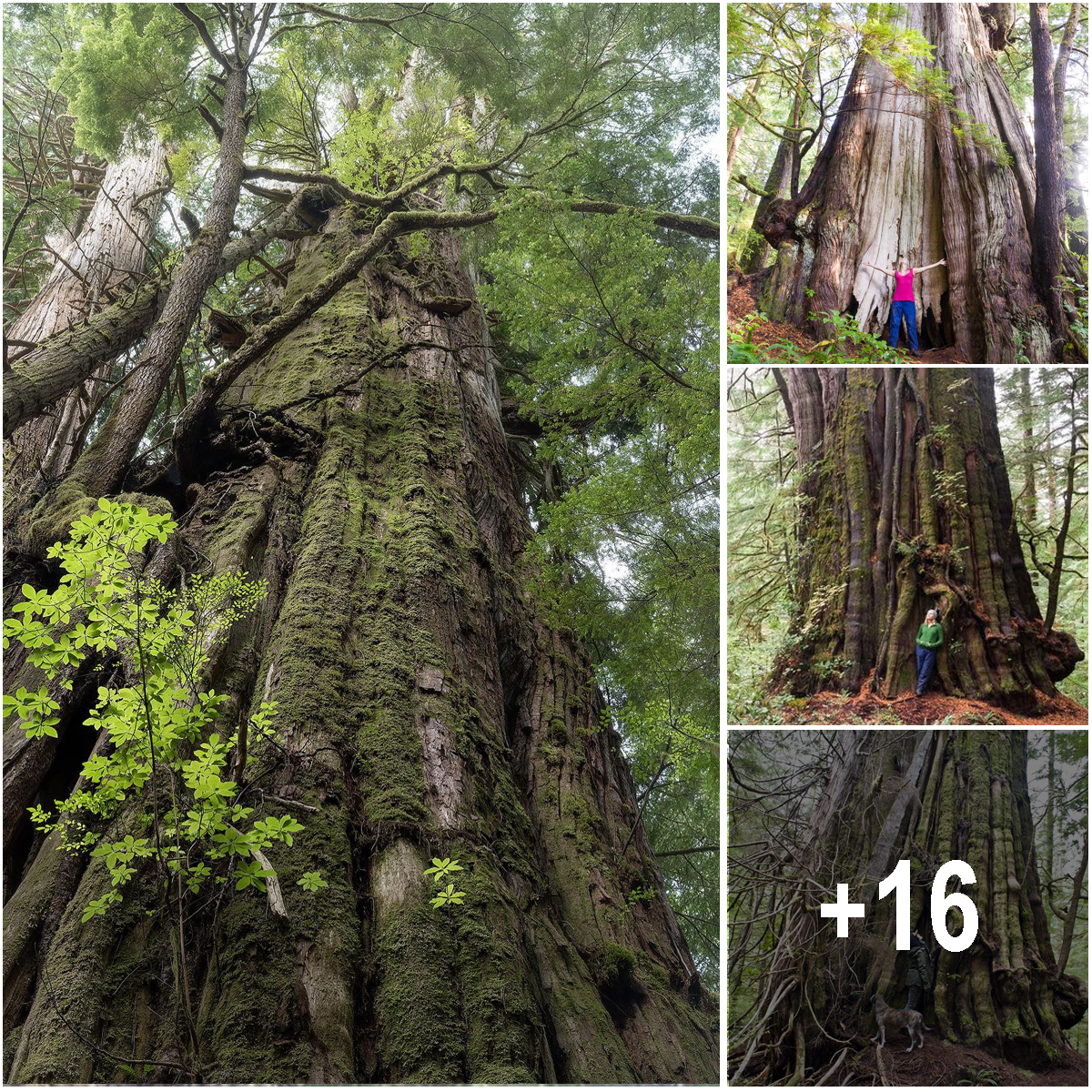the-widest-tree-in-the-world