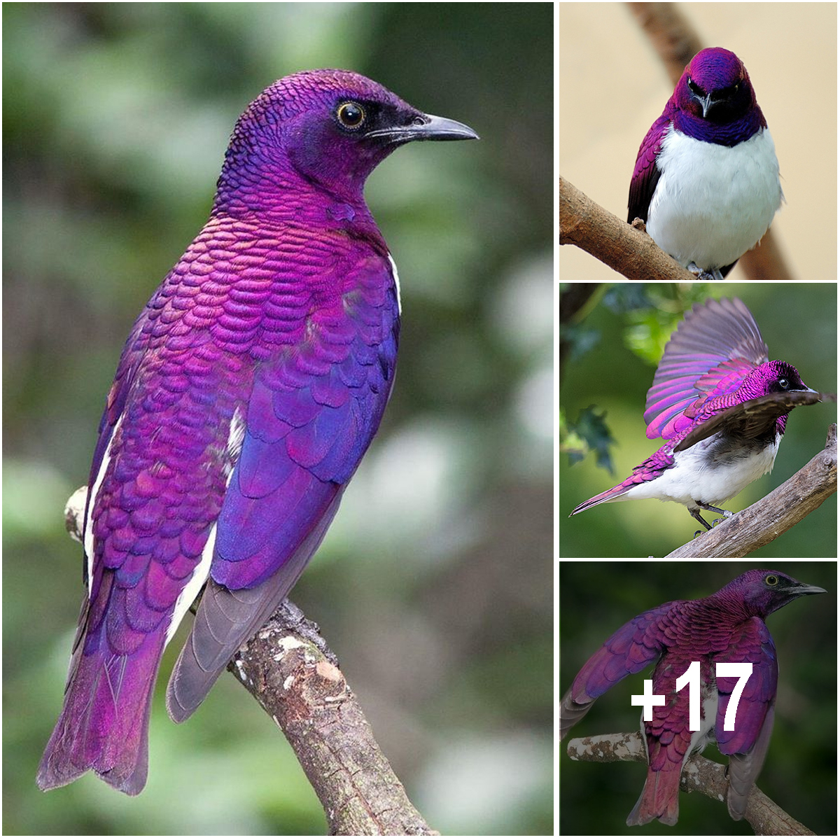 Meet The Violet-Backed Starling – The Stunning Flying Gemstone ...