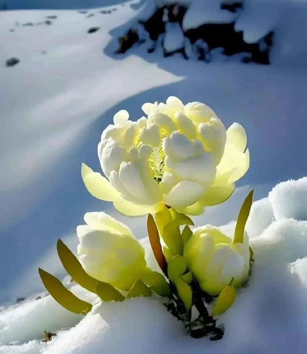 The mystery of Snow Lotus: A rare flower that blooms once every 7 years in Tibet.