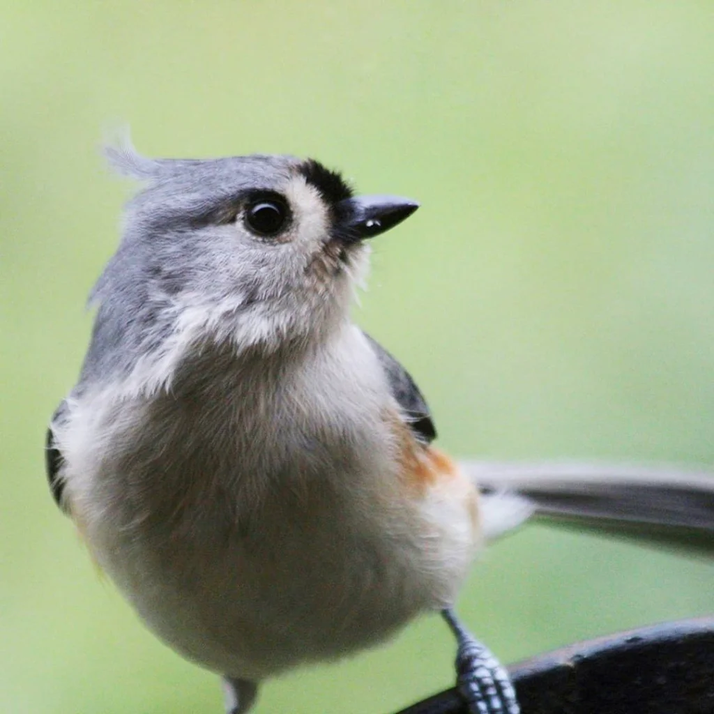 Titmouse Inc.