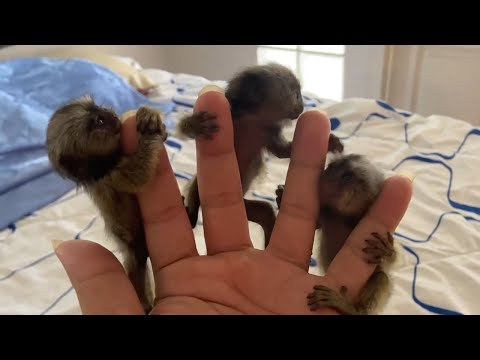 Adorable Finger Monkeys: Discover the Smallest Primates in the World