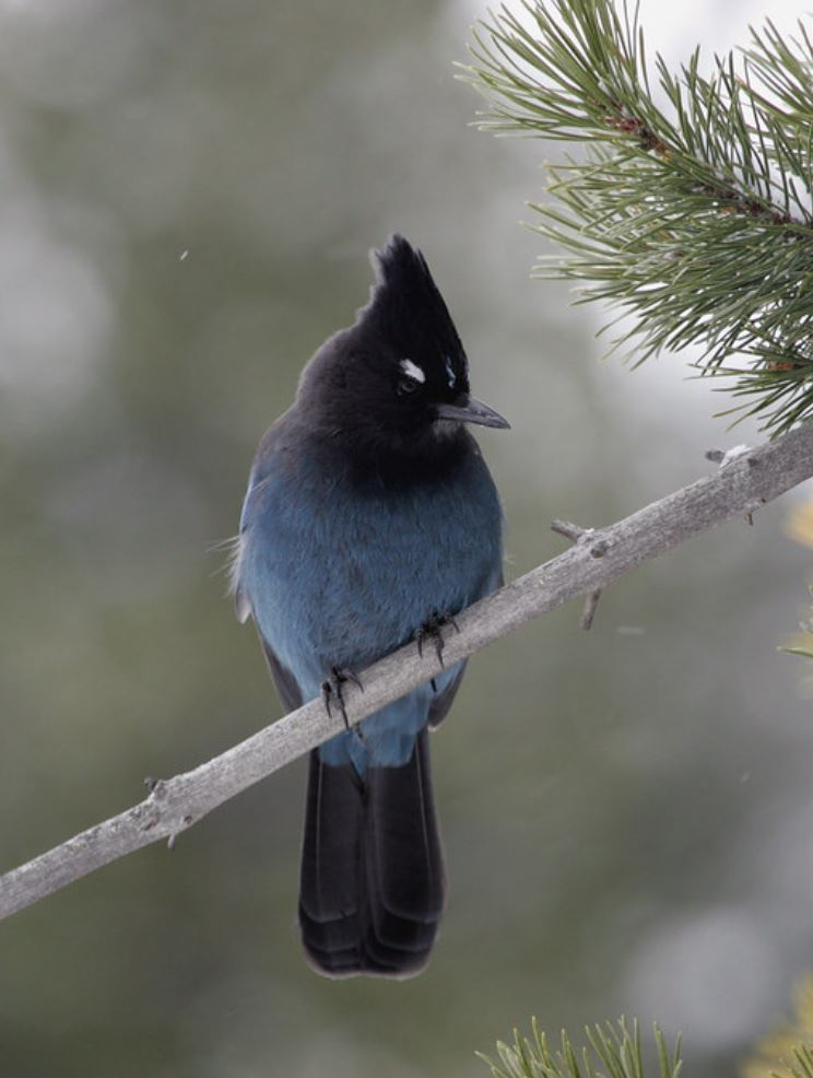 An impressive triangular crest and a perfectly delineated black and blue demarcation, combine to create a truly stellar avian beauty – meet Stellers jay!