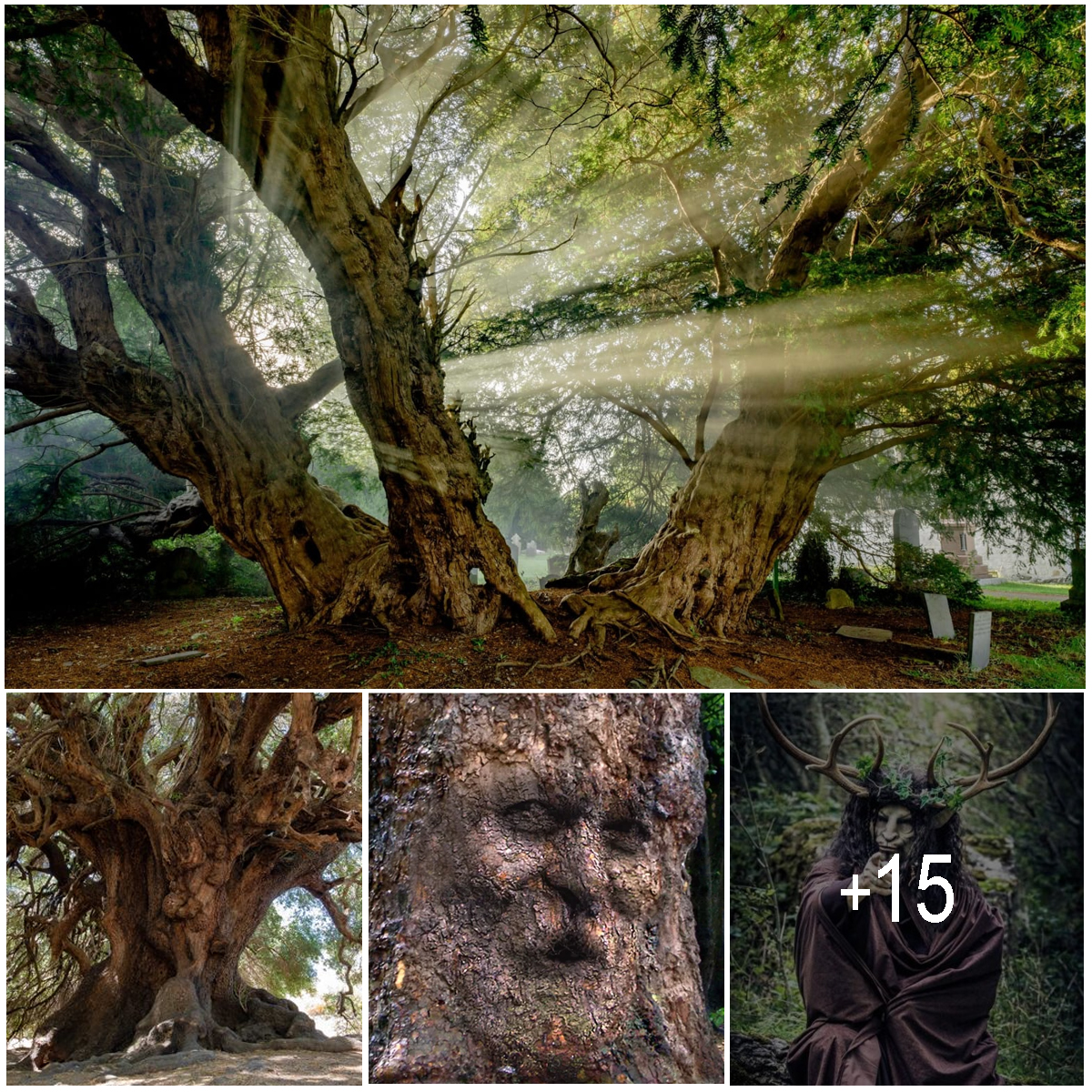 the-ancient-llangernyw-yew-a-haunting-prophecy-from-wales-oldest-tree