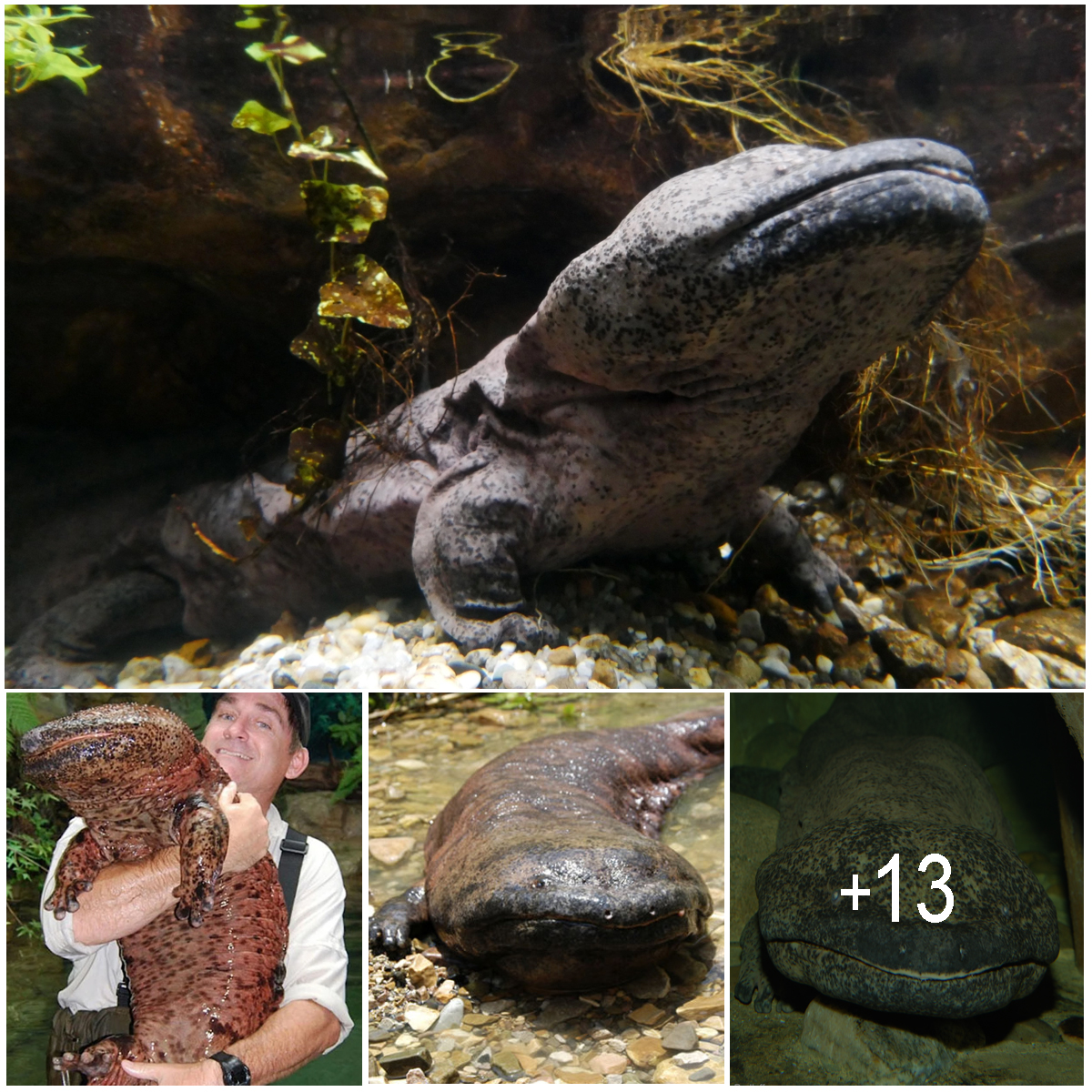 The Chinese Giant Salamander is the Largest Amphibian in the World and ...