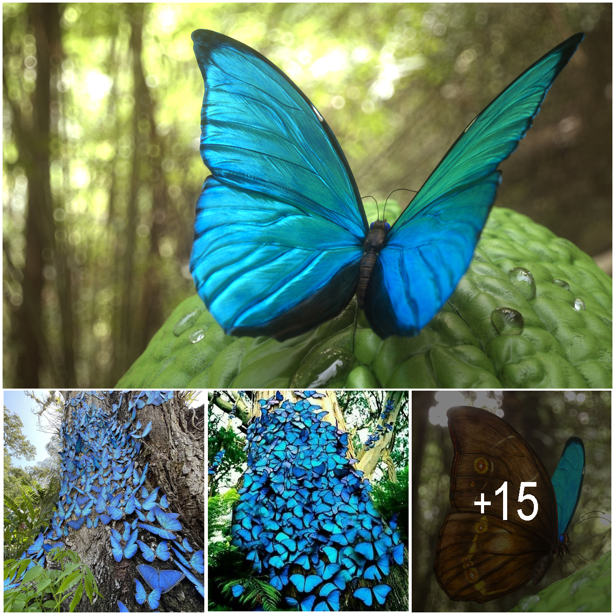 The Wondrous Mutant Butterfly That Can Change Colors at Will and Glows ...