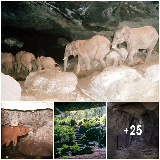 Cover Image for This Cave in Kenya Carved Out by Elephants Is Considered the Most Dangerous Place on Earth