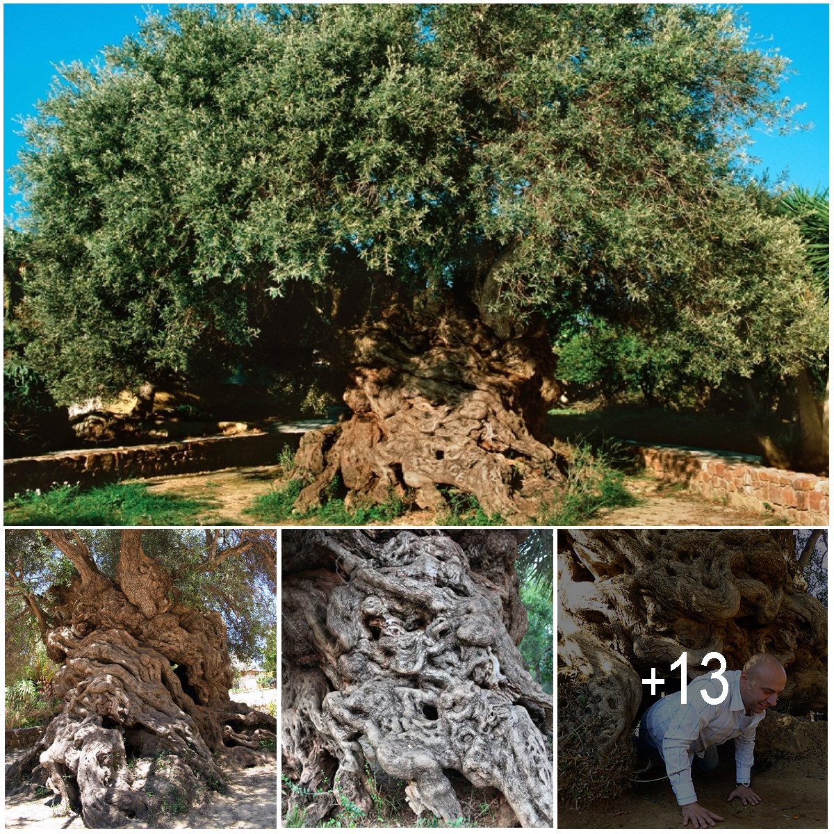 This Olive Tree in Greece is Considered the Oldest in the World With an ...