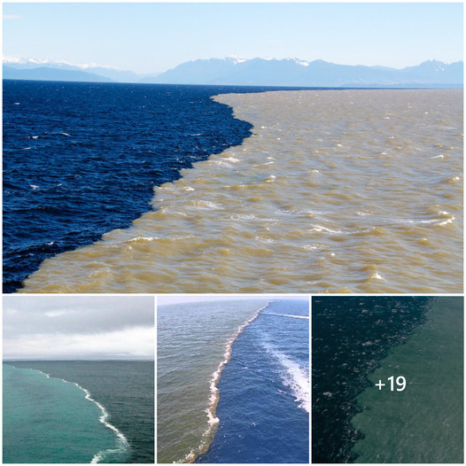 How the Ocean Maintains Two Distinct Bodies of Water: Unraveling the ...