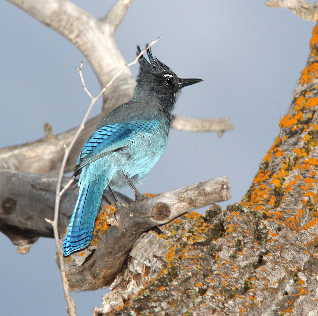 An impressive triangular crest and a perfectly delineated black and blue demarcation, combine to create a truly stellar avian beauty – meet Stellers jay!