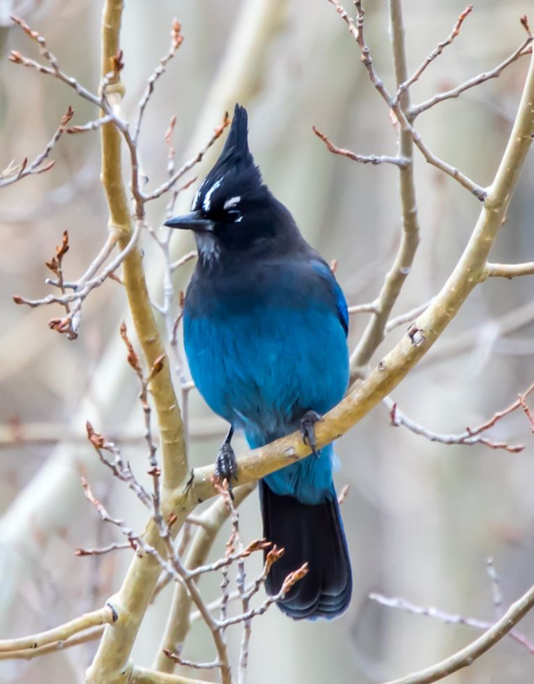 An impressive triangular crest and a perfectly delineated black and blue demarcation, combine to create a truly stellar avian beauty – meet Stellers jay!