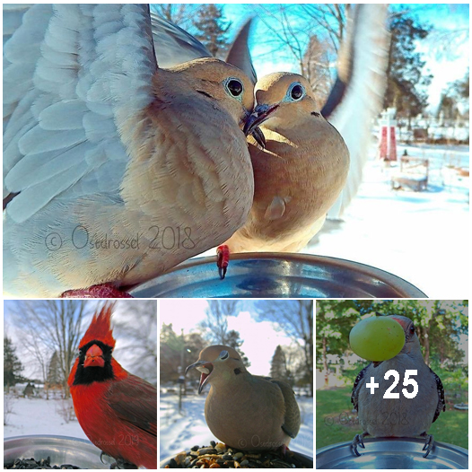 Cover Image for Woman Sets Up Tiny Feeder Cam to Capture Birds Eating in Her Backyard (25 Pics)