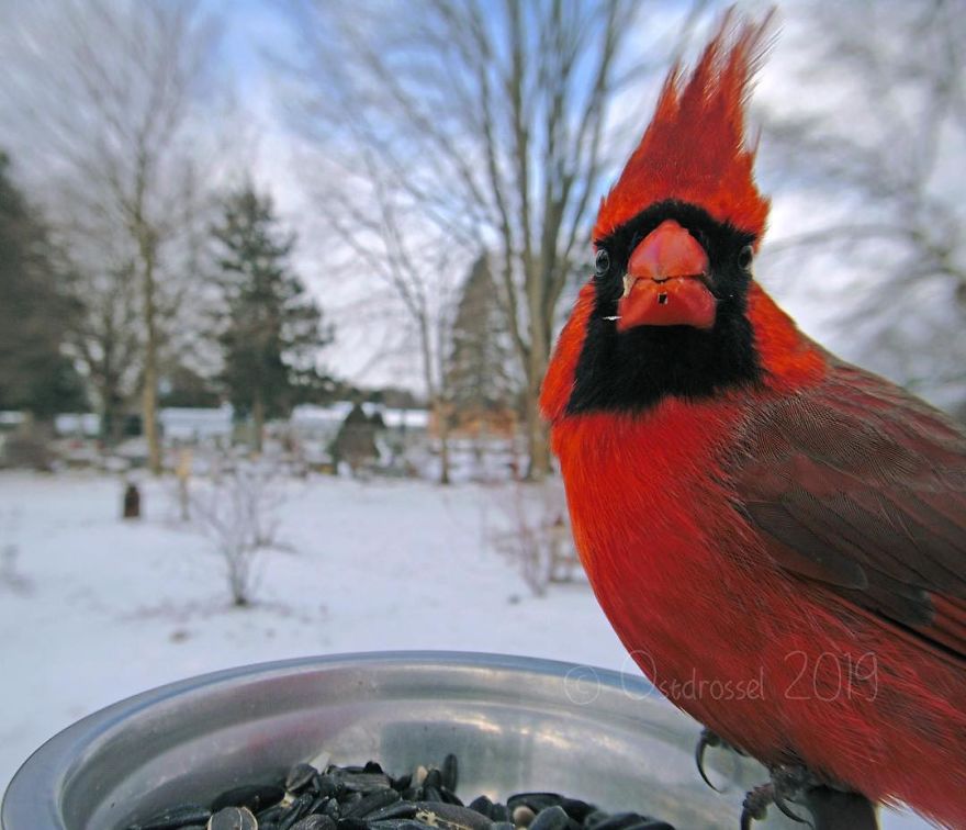Woman Sets Up Tiny Feeder Cam to Capture Birds Eating in Her Backyard (25 Pics)