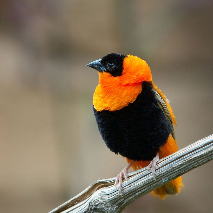 The Northern Red Bishop: A Vibrant Bird with Bright Plumage.