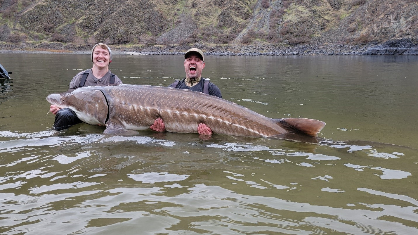 SY Historic Capture: Massive 125-year-old Lake Sturgeon snagged in the ...