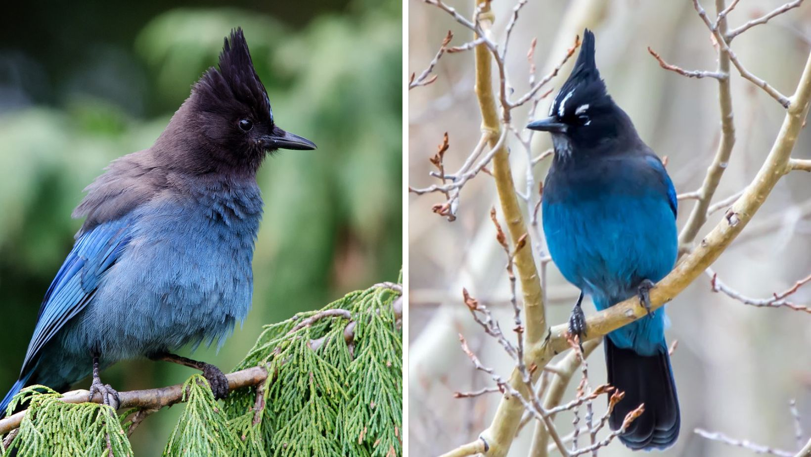 An impressive triangular crest and a perfectly delineated black and blue demarcation, combine to create a truly stellar avian beauty – meet Stellers jay!