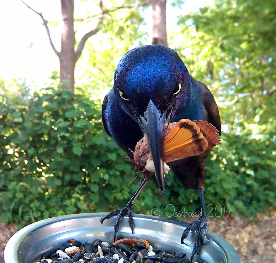 Woman Sets Up Tiny Feeder Cam to Capture Birds Eating in Her Backyard (25 Pics)