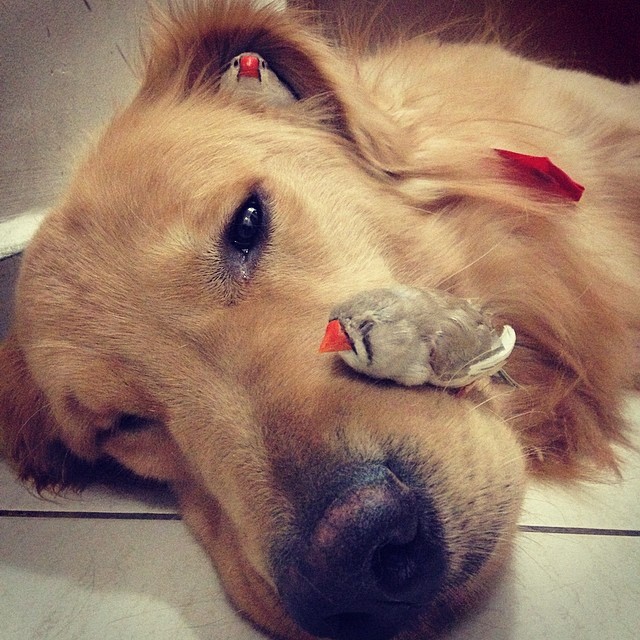 A Golden Retriever, A Hamster, And 8 Birds Are Best Friends And Live In Harmony