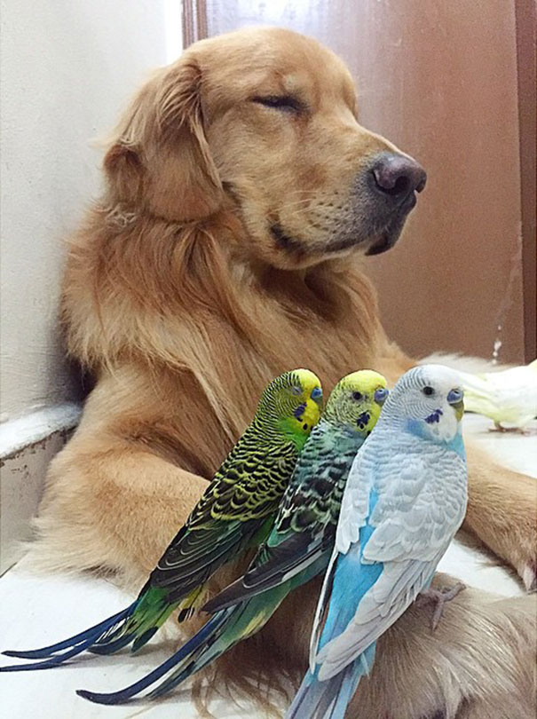 A Golden Retriever, A Hamster, And 8 Birds Are Best Friends And Live In Harmony