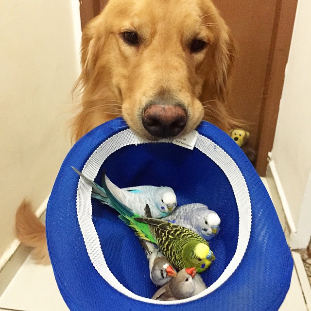 A Golden Retriever, A Hamster, And 8 Birds Are Best Friends And Live In Harmony