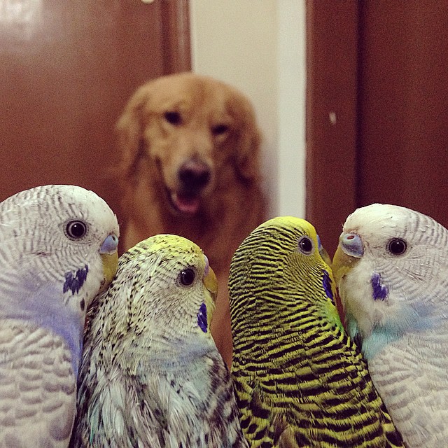 A Golden Retriever, A Hamster, And 8 Birds Are Best Friends And Live In Harmony