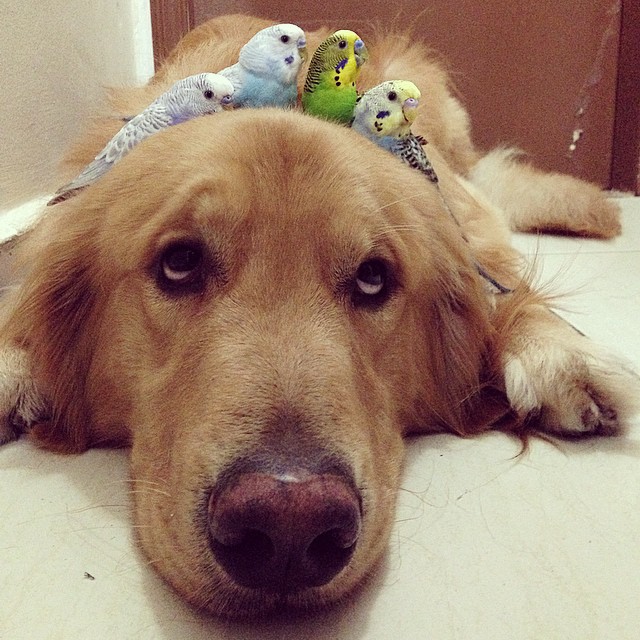 A Golden Retriever, A Hamster, And 8 Birds Are Best Friends And Live In Harmony