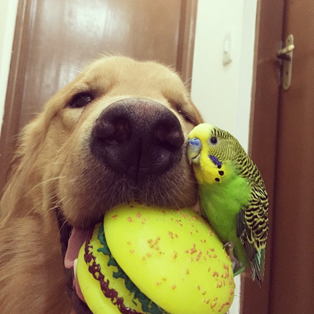 A Golden Retriever, A Hamster, And 8 Birds Are Best Friends And Live In Harmony