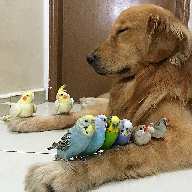 A Golden Retriever, A Hamster, And 8 Birds Are Best Friends And Live In Harmony