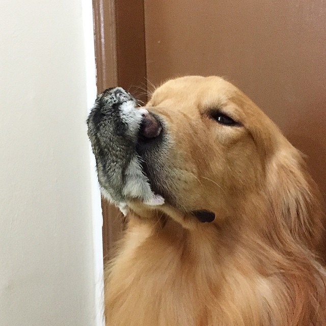 A Golden Retriever, A Hamster, And 8 Birds Are Best Friends And Live In Harmony